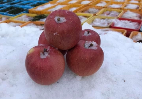 雪の中から掘りおこす『雪んこりんご』